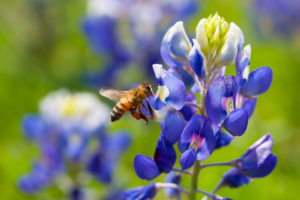 A bee hovering over vibrant blue lupine flowers, collecting nectar.